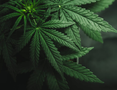 Troubleshooting common mistakes in marijuana growing